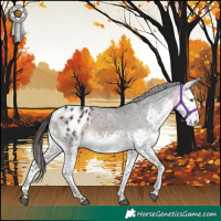 Horse Color:White Spotted Brown Splash Appaloosa 