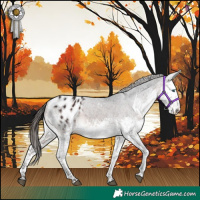 Horse Color:White Spotted Brown Splash Appaloosa