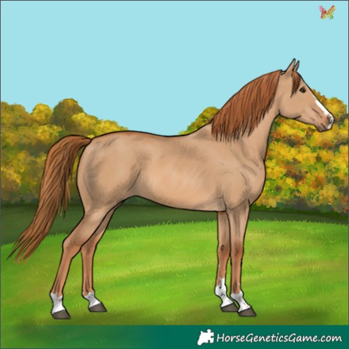 Horse Color:Unknown 