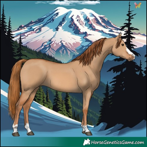 Horse Color:Red Dun 