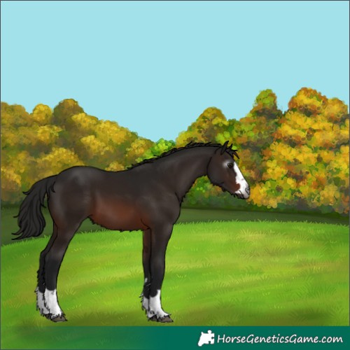 Horse Color:Gray Bay 