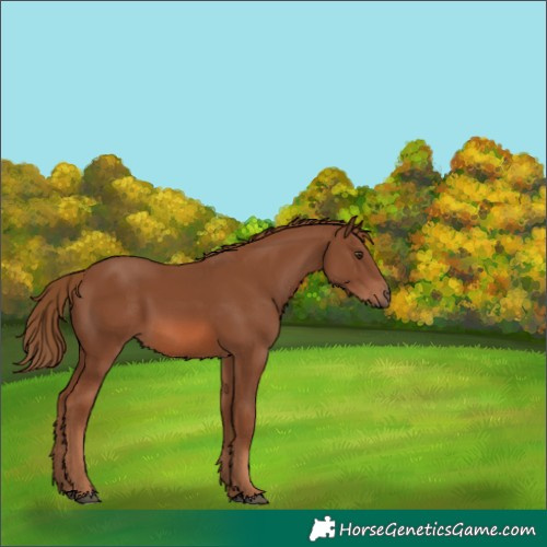 Horse Color:Chestnut 
