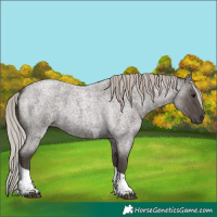 Horse Color:Silver Blue Roan Tobiano