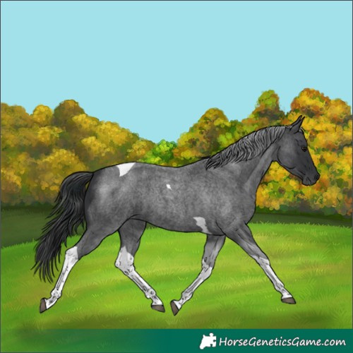 Horse Color:Blue Roan Tobiano 