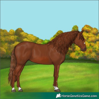 Horse Color:Chestnut 