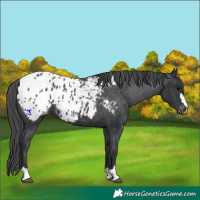 Horse Color:Black Appaloosa 