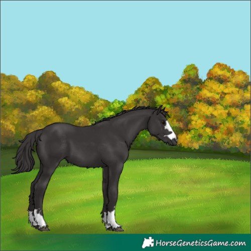 Horse Color:Smoky Black 