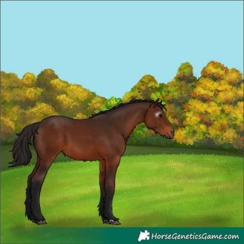 Horse Color:Gray Bay 