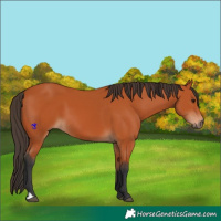 Horse Color:Bay 