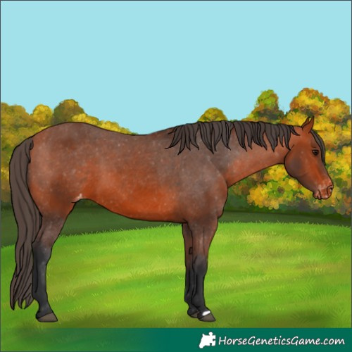 Horse Color:Bay Appaloosa