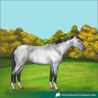 Horse Color:Blue Roan Tobiano 