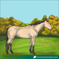 Horse Color:Buckskin 