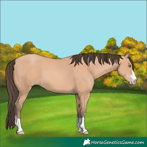 Horse Color:Amber Champagne 