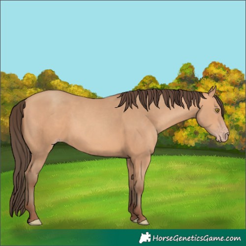 Horse Color:Amber Champagne