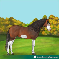 Horse Color:Bay Splash Frame 