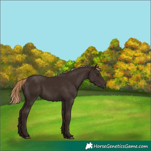 Horse Color:Liver Chestnut 
