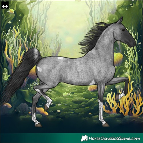 Horse Color:Blue Roan Tobiano 