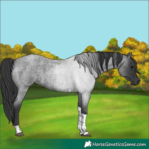 Horse Color:Blue Roan Tobiano 