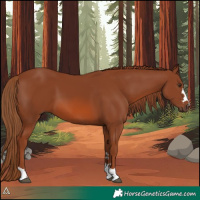Horse Color:Chestnut 