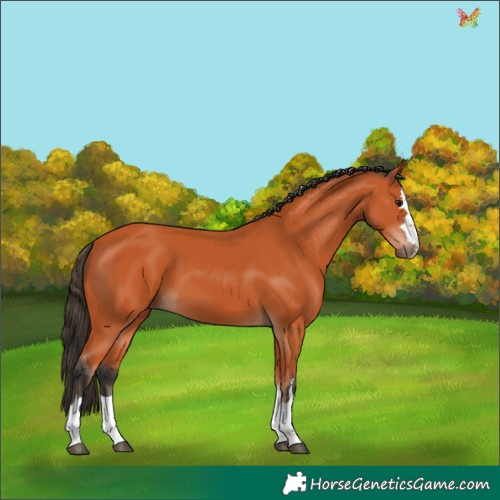 Horse Color:Bay 