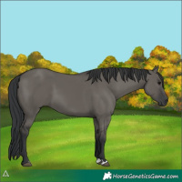 Horse Color:Grullo 