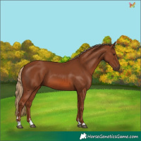 Horse Color:Chestnut 