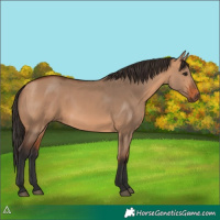 Horse Color:Bay Dun 