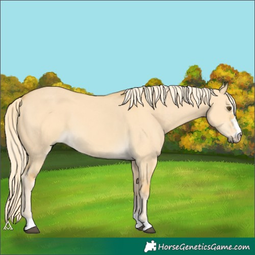 Horse Color:Palomino Dun 