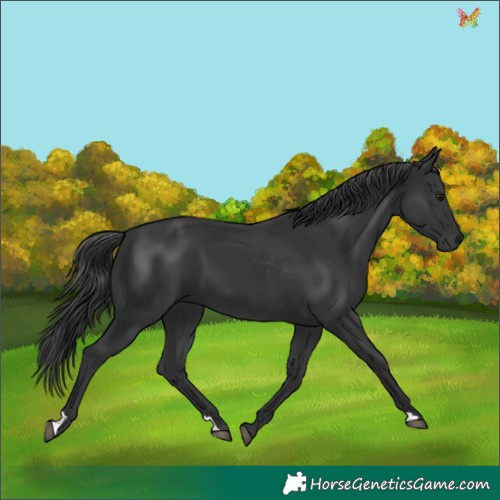 Horse Color:Black 