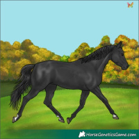 Horse Color:Black 