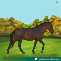 Horse Color:Brown 