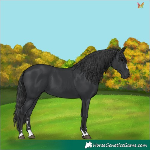 Horse Color:Black 