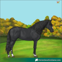 Horse Color:Black 