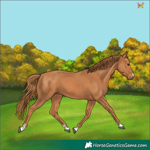 Horse Color:Chestnut 