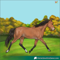 Horse Color:Bay 
