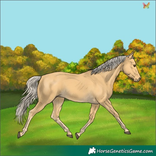 Horse Color:Palomino