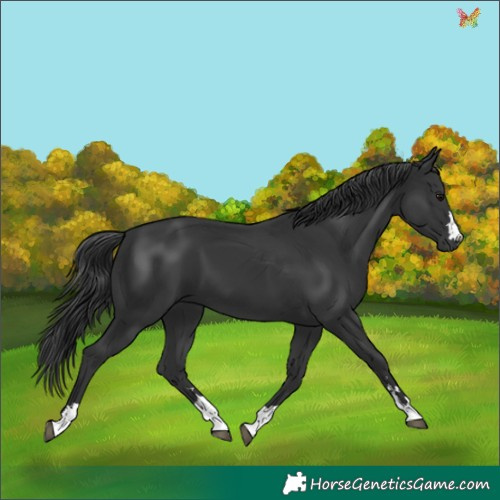 Horse Color:Black 