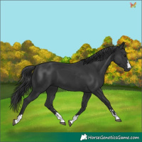 Horse Color:Black 