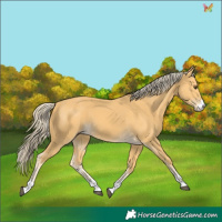 Horse Color:Palomino 