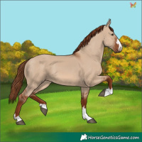 Horse Color:Red Dun 