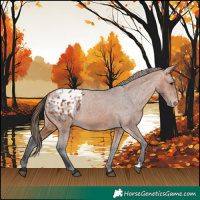 Horse Color:Bay Appaloosa 