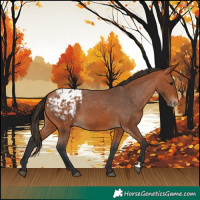 Horse Color:Bay Blanket