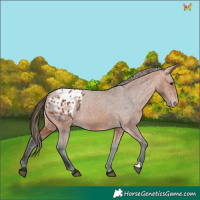 Horse Color:Bay Appaloosa