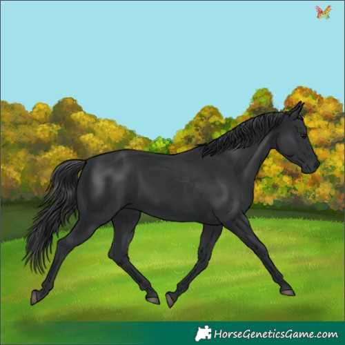 Horse Color:Black 