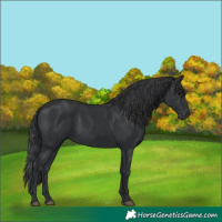 Horse Color:Black 