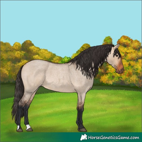 Horse Color:Bay Roan Dun 