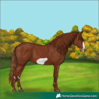 Horse Color:Chestnut Frame 