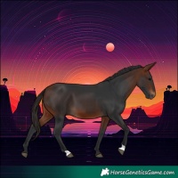 Horse Color:Bay 