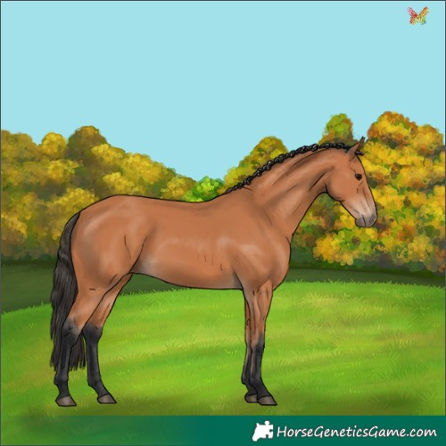 Horse Color:Bay 