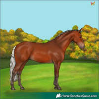 Horse Color:Silver Bay 